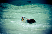 Wags & Waves-20