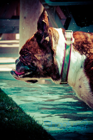 Wags & Waves-122