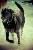 Wags & Waves-1