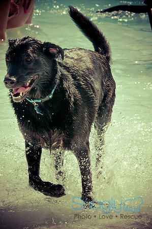Wags & Waves-1