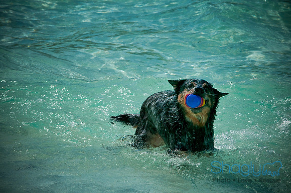 Wags & Waves-50