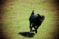 Wags & Waves-11