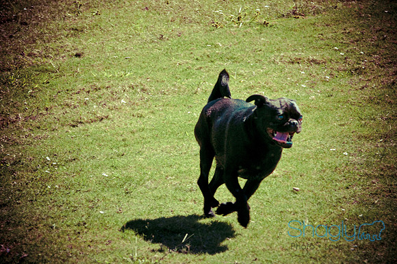 Wags & Waves-11