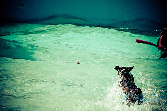 Wags & Waves-42