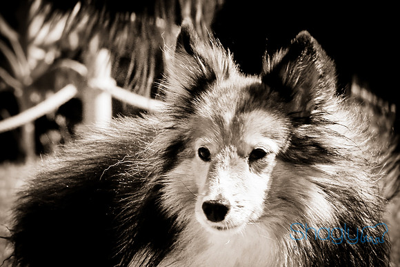 Wags & Waves-129