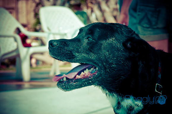 Wags & Waves-102