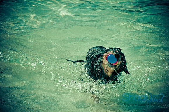 Wags & Waves-51