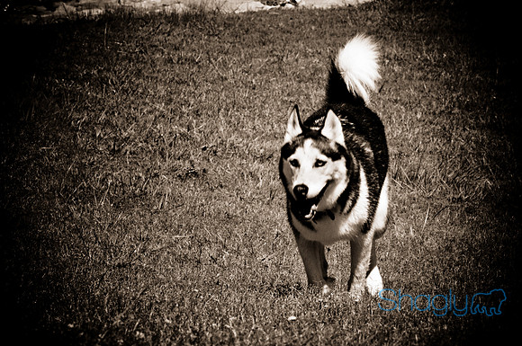 Wags & Waves-144