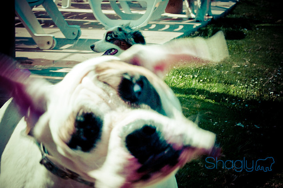 Wags & Waves-148