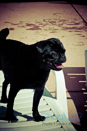 Wags & Waves-61