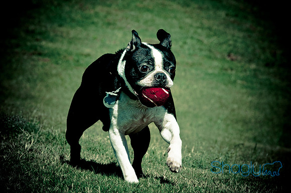Wags & Waves-28