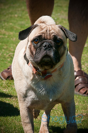 Wags & Waves-142
