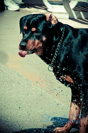 Wags & Waves-45