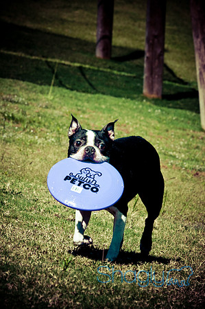 Wags & Waves-31