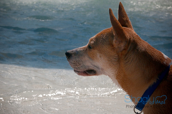 Wags & Waves-3
