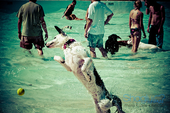 Wags & Waves-43