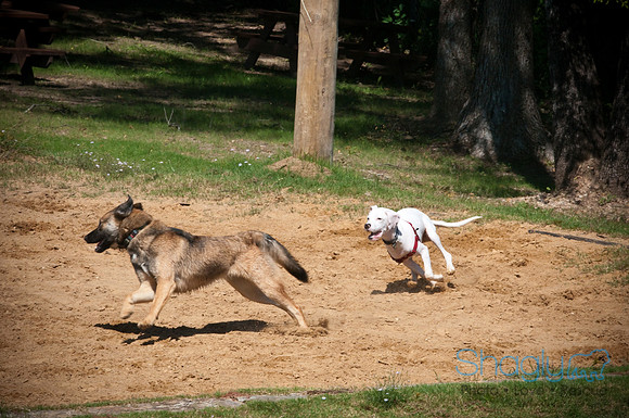 Wags & Waves-126