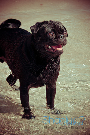 Wags & Waves-70