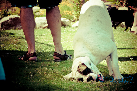 Wags & Waves-134