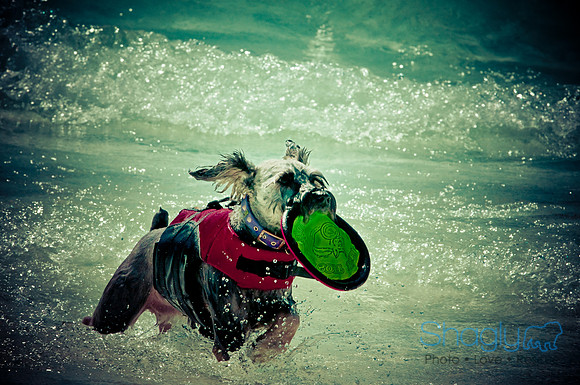 Wags & Waves-113