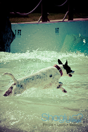 Wags & Waves-23