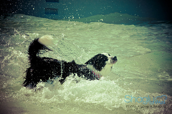 Wags & Waves-21