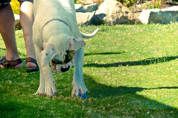 Wags & Waves-133