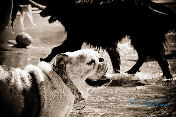 Wags & Waves-57