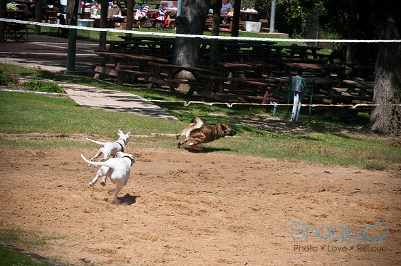 Wags & Waves-124