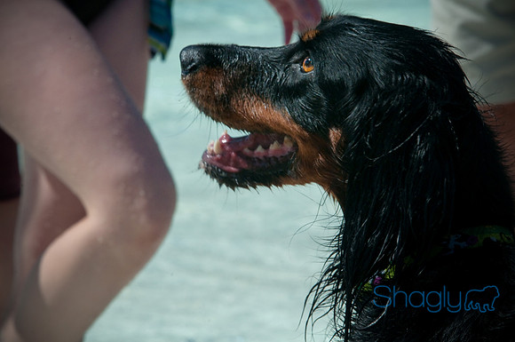 Wags & Waves-86