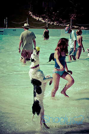 Wags & Waves-44