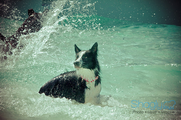 Wags & Waves-22
