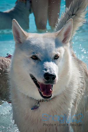Wags & Waves-2