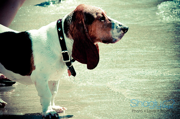 Wags & Waves-115