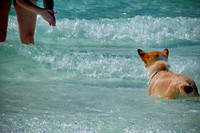Wags & Waves-12