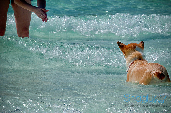 Wags & Waves-12