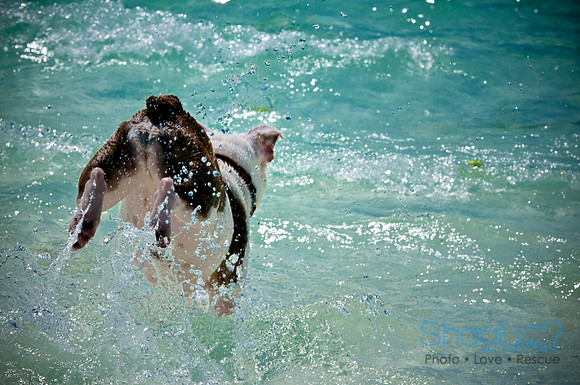 Wags & Waves-112
