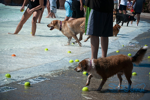 Wags & Waves-82