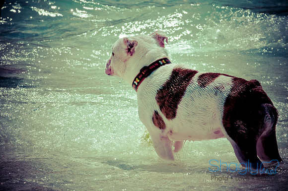 Wags & Waves-107