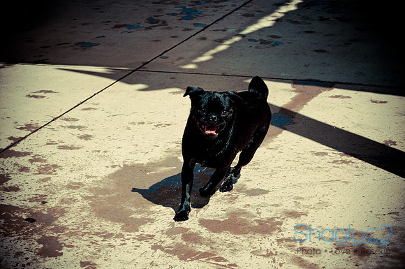 Wags & Waves-53