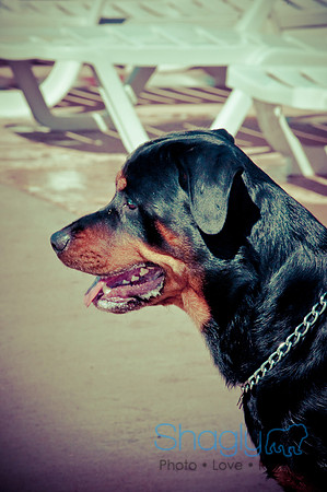 Wags & Waves-48