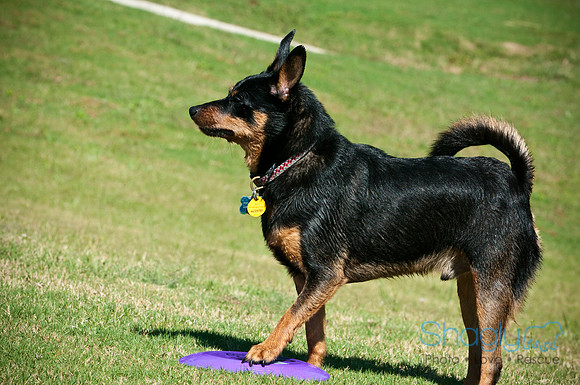 Wags & Waves-29