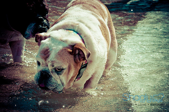 Wags & Waves-59