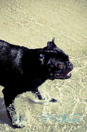 Wags & Waves-67