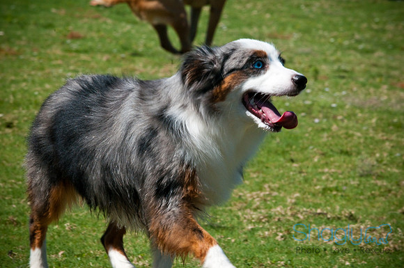 Wags & Waves-136