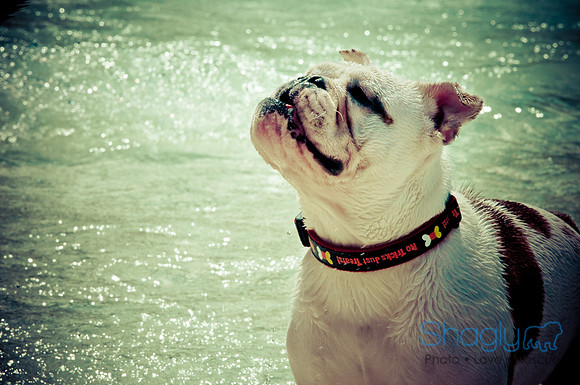 Wags & Waves-111
