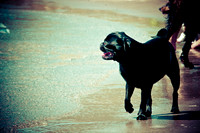 Wags & Waves-15