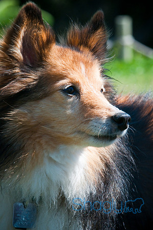 Wags & Waves-132
