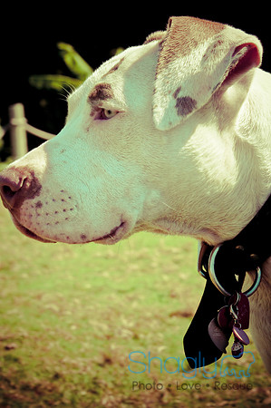 Wags & Waves-121