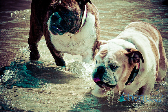 Wags & Waves-60